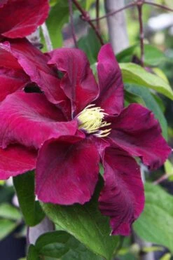 Rosemoor Clematis - 1 Gallon Pot -Best Plant Shop clematis rosemoor 5