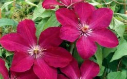 Rouge Cardinal Clematis - 1 Gallon Pot 11 Rouge Cardinal Clematis - 1 Gallon Pot -Best Plant Shop clematis rouge cardinal 2