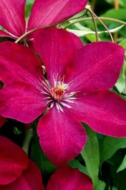 Rouge Cardinal Clematis - 1 Gallon Pot 10 Rouge Cardinal Clematis - 1 Gallon Pot -Best Plant Shop clematis rouge cardinal 3