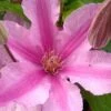 Sally Clematis - 1 Gallon Pot -Best Plant Shop clematis sally 21