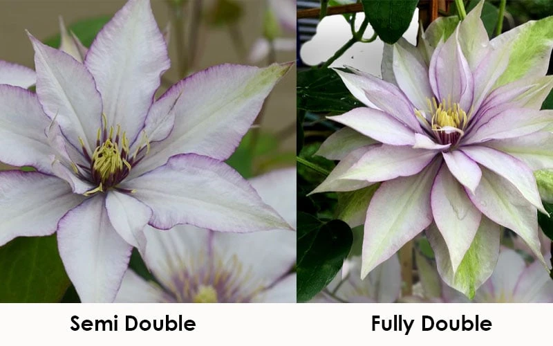 Samaritan Jo Clematis - 1 Gallon Pot 7 Samaritan Jo Clematis - 1 Gallon Pot - Image 5