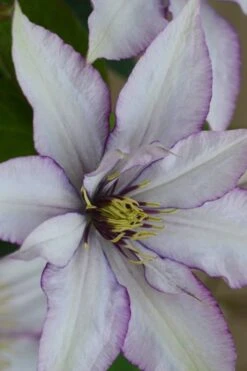Samaritan Jo Clematis - 1 Gallon Pot 18 Samaritan Jo Clematis - 1 Gallon Pot -Best Plant Shop clematis samaritan joe 2