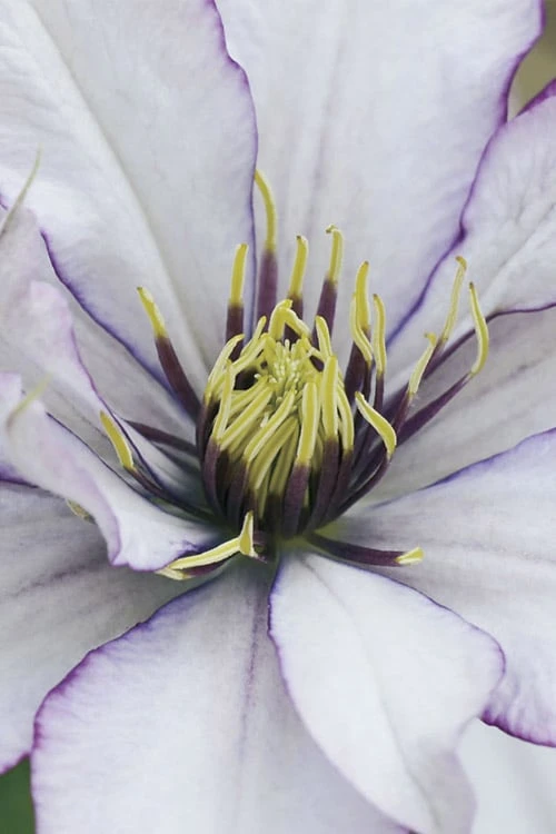 Samaritan Jo Clematis - 1 Gallon Pot 9 Samaritan Jo Clematis - 1 Gallon Pot - Image 7