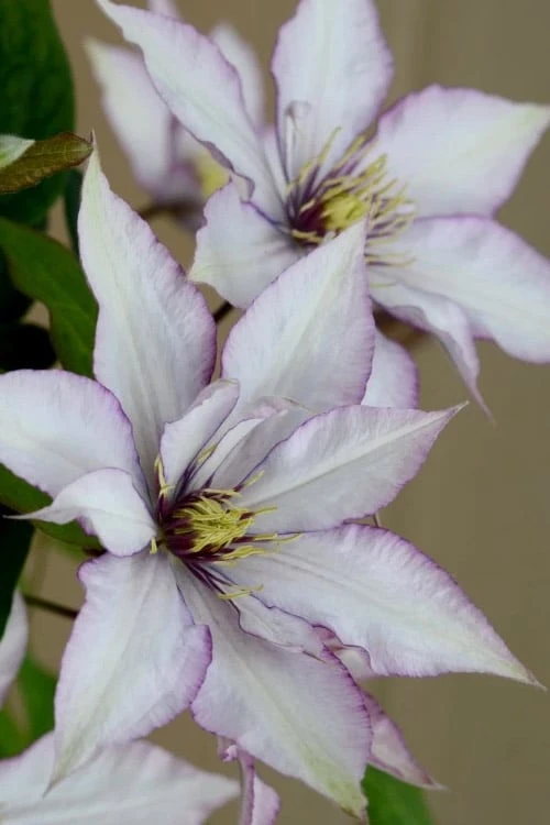 Samaritan Jo Clematis - 1 Gallon Pot 6 Samaritan Jo Clematis - 1 Gallon Pot - Image 4