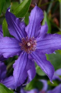 Sapphire Indigo Clematis - 1 Gallon Pot 15 Sapphire Indigo Clematis - 1 Gallon Pot -Best Plant Shop clematis sapphire indigo 1 1