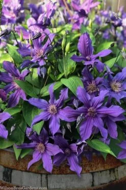 Sapphire Indigo Clematis - 1 Gallon Pot 13 Sapphire Indigo Clematis - 1 Gallon Pot -Best Plant Shop clematis sapphire indigo 4 1