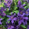 Sapphire Indigo Clematis - 3 Gallon Pot -Best Plant Shop clematis sapphire indigo 4