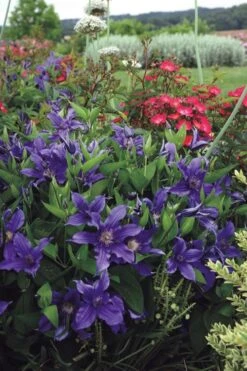 Sapphire Indigo Clematis - 1 Gallon Pot 14 Sapphire Indigo Clematis - 1 Gallon Pot -Best Plant Shop clematis sapphire indigo 6 1