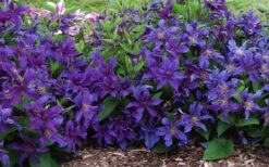 Sapphire Indigo Clematis - 1 Gallon Pot 12 Sapphire Indigo Clematis - 1 Gallon Pot -Best Plant Shop clematis sapphire indigo 7 1