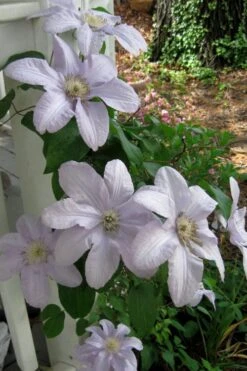 Silver Moon Clematis - 1 Gallon Pot 10 Silver Moon Clematis - 1 Gallon Pot -Best Plant Shop clematis silver moon 3