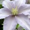 Silver Moon Clematis - 1 Gallon Pot -Best Plant Shop clematis silver moon 6