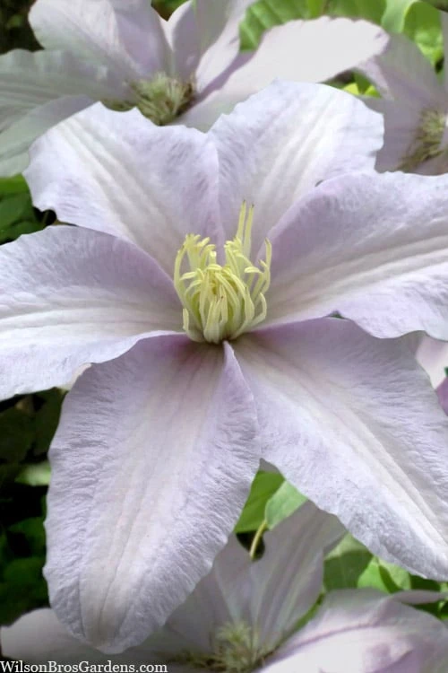 Silver Moon Clematis - 1 Gallon Pot 3 Silver Moon Clematis - 1 Gallon Pot