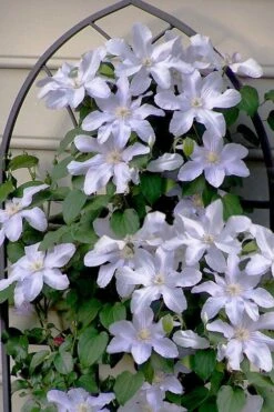 Silver Moon Clematis - 1 Gallon Pot 11 Silver Moon Clematis - 1 Gallon Pot -Best Plant Shop clematis silver moon 7