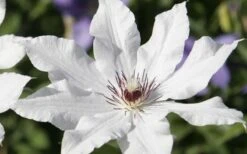 Snow Queen Clematis - 1 Gallon Pot -Best Plant Shop clematis snow queen 3