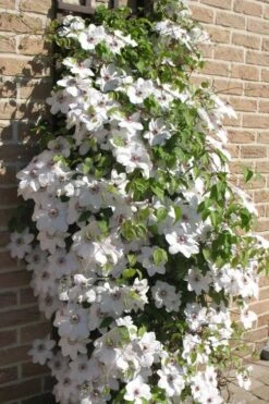 Snow Queen Clematis - 1 Gallon Pot -Best Plant Shop clematis snow queen 4