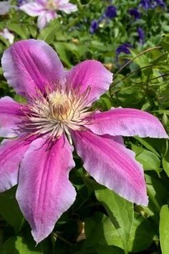 Sugar Candy Clematis - 1 Gallon Pot 11 Sugar Candy Clematis - 1 Gallon Pot -Best Plant Shop clematis sugar candy 4