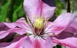 Sugar Candy Clematis - 1 Gallon Pot 12 Sugar Candy Clematis - 1 Gallon Pot -Best Plant Shop clematis sugar candy 5