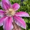 Sugar Candy Clematis - 1 Gallon Pot -Best Plant Shop clematis sugar candy 6