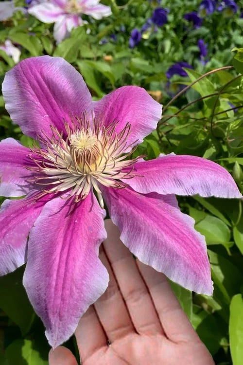 Sugar Candy Clematis - 1 Gallon Pot 3 Sugar Candy Clematis - 1 Gallon Pot