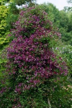 Sweet Summer Love Clematis - 1 Gallon Pot -Best Plant Shop clematis sweet summer love 4
