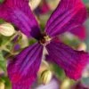 Sweet Summer Love Clematis - 1 Gallon Pot -Best Plant Shop clematis sweet summer love 6