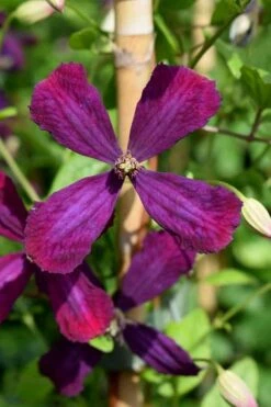 Sweet Summer Love Clematis - 1 Gallon Pot -Best Plant Shop clematis sweet summer love 7