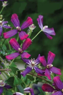 Sweet Summer Love Clematis - 1 Gallon Pot -Best Plant Shop clematis sweet summer love 8