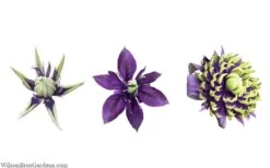 Taiga Clematis - 1 Gallon Pot -Best Plant Shop clematis taiga 24 2