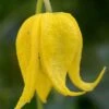 Tangutica Yellow Clematis - 1 Gallon Pot 1 Tangutica Yellow Clematis - 1 Gallon Pot -Best Plant Shop clematis tanguitica 6