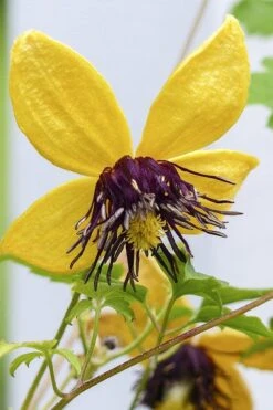 Tangutica Yellow Clematis - 1 Gallon Pot -Best Plant Shop clematis tangutica 2