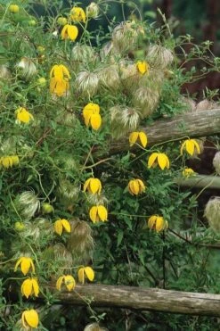 Tangutica Yellow Clematis - 1 Gallon Pot -Best Plant Shop clematis tangutica 4