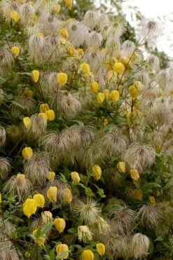 Tangutica Yellow Clematis - 1 Gallon Pot -Best Plant Shop clematis tangutica flowers and seedheads