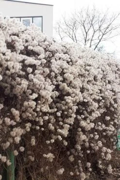 Tangutica Yellow Clematis - 1 Gallon Pot -Best Plant Shop clematis tangutica seedheads winter