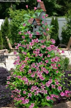 Duchess Of Albany Clematis - 1 Gallon Pot 13 Duchess Of Albany Clematis - 1 Gallon Pot -Best Plant Shop clematis texensis duchess of albany 15