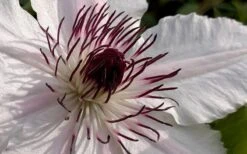 The Countess Of Wessex Clematis - 1 Gallon Pot -Best Plant Shop clematis the countess of wessex 1