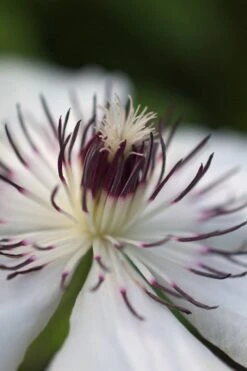 The Countess Of Wessex Clematis - 1 Gallon Pot -Best Plant Shop clematis the countess of wessex 4