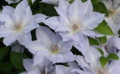 Tranquilite Clematis - 1 Gallon Pot -Best Plant Shop clematis tranquilete 4