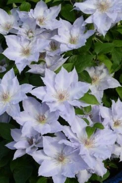 Tranquilite Clematis - 1 Gallon Pot -Best Plant Shop clematis tranquilite 11