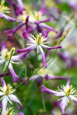 Rubromarginata Fragrant Clematis - 1 Gallon Pot 17 Rubromarginata Fragrant Clematis - 1 Gallon Pot -Best Plant Shop clematis triternata rubromarginata 1