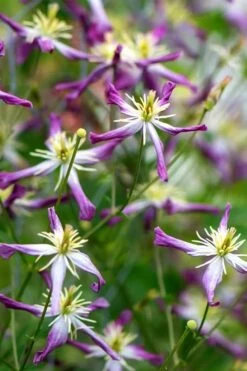 Rubromarginata Fragrant Clematis - 1 Gallon Pot 18 Rubromarginata Fragrant Clematis - 1 Gallon Pot -Best Plant Shop clematis triternata rubromarginata 2