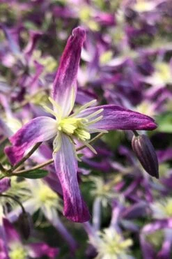 Rubromarginata Fragrant Clematis - 1 Gallon Pot 15 Rubromarginata Fragrant Clematis - 1 Gallon Pot -Best Plant Shop clematis triternata rubromarginata 5