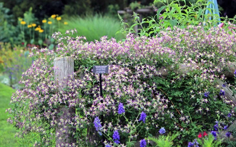 Rubromarginata Fragrant Clematis - 1 Gallon Pot 8 Rubromarginata Fragrant Clematis - 1 Gallon Pot - Image 6