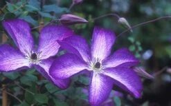 Venosa Violacea Clematis - 1 Gallon Pot 20 Venosa Violacea Clematis - 1 Gallon Pot -Best Plant Shop clematis venosa violacea 1