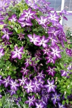 Venosa Violacea Clematis - 1 Gallon Pot 21 Venosa Violacea Clematis - 1 Gallon Pot -Best Plant Shop clematis venosa violacea 5