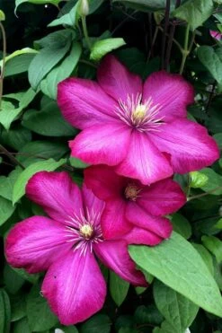 Ville De Lyon Clematis - 1 Gallon Pot -Best Plant Shop clematis ville de lyon 13