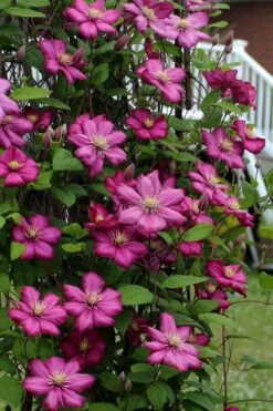 Ville De Lyon Clematis - 1 Gallon Pot -Best Plant Shop clematis ville de lyon 2