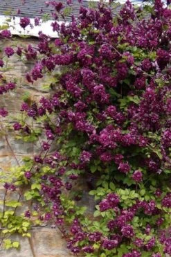 Purpurea Plena Elegans Clematis - 1 Gallon Pot 16 Purpurea Plena Elegans Clematis - 1 Gallon Pot -Best Plant Shop clematis viticella purpurea plena elegans 1