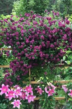 Purpurea Plena Elegans Clematis - 1 Gallon Pot 15 Purpurea Plena Elegans Clematis - 1 Gallon Pot -Best Plant Shop clematis viticella purpurea plena elegans 3