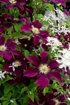 Warsaw Nike Clematis - 1 Gallon Pot -Best Plant Shop clematis warsaw nike 11