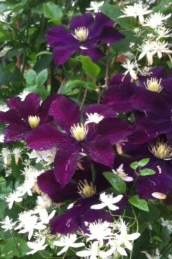 Warsaw Nike Clematis - 1 Gallon Pot -Best Plant Shop clematis warsaw nike 12